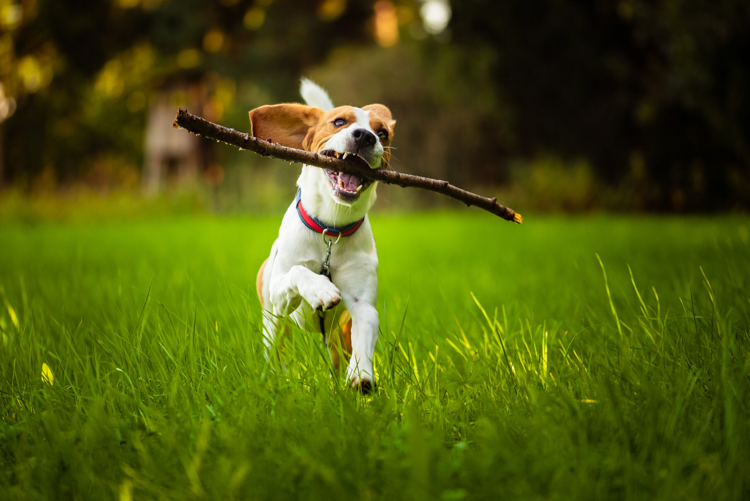 Beagle dog fun on meadow in summer outdoors run and jump with stick in mouth